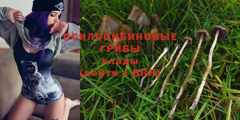 Галлюциногенные грибы Psilocybine cubensis  Трубчевск 